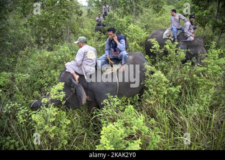 Via Kambas, Lampung, 18 dicembre 2016 : il signor NAZARUDDIN (cavalcando elefante al centro) sulla strada con elefante addomesticato per ispezionare il parco nazionale di waykambas. L'unità di risposta dell'elefante (ERU) è un'organizzazione secondaria sotto il Ministero indonesiano dell'ambiente finanziata dall'organizzazione non governativa: Supporto dell'elefante asiatico, Fondazione internazionale dell'elefante, fauna senza frontiere e WTG (Welttierschutz geselichaft e.V) senza alcun supporto da parte del governo indonesiano fondato nel 2010 e situato nel Way Kambas National Park-Lampung-Indonesia. Il Sig. NAZARUDDIN il coordinatore dell'ERU ha condotto centinaia di Empl Foto Stock