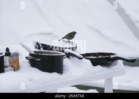 Neve, vento e temperature inferiori a -10Â°C nel campo profughi di Vagiohori. Questo campo ha rifugiati che vivono in tende fatte per le condizioni estive. Non c'è elettricità, calore o anche letti all'interno delle tende. Il governo sostenuto dall'UNHCR ha deciso di spostare i rifugiati in un hotel per 14 giorni, ma alcuni di loro sono rimasti indietro perché non si fidano della volontà del governo. Credono che saranno deportati. (Foto di Nicolas Economou/NurPhoto) *** Please use Credit from Credit Field *** Foto Stock