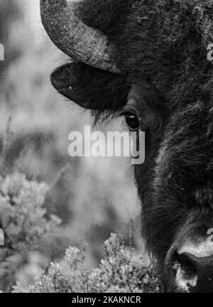 Un primo piano verticale in scala di grigi della testa di un bisonte (famiglia bovid) in pianura Foto Stock