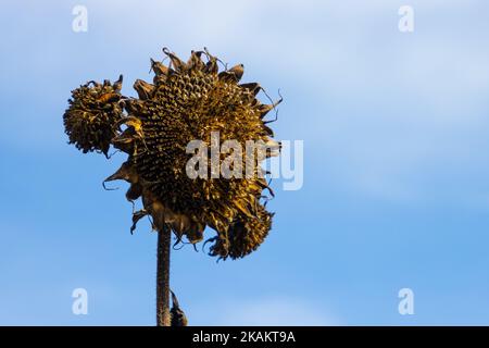 Girasole appassito con cielo sullo sfondo Foto Stock