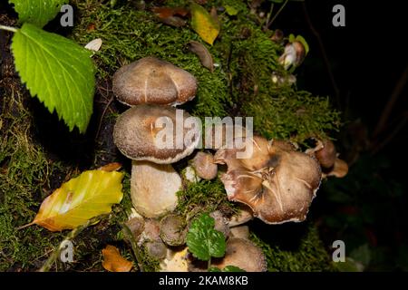 Molti funghi del miele che crescono tra muschio, anche chiamato Armillaria ostoyae o hallimasch dunkler Foto Stock