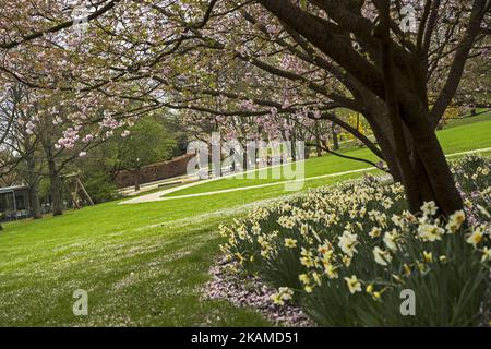 Un ciliegio in fiore viene raffigurato durante un'anteprima stampa dell'IGA (International Garden Exhibition) 2017 a Berlino, in Germania, il 7 aprile 2017. Sono in corso gli ultimi accordi per la mostra che si aprirà dal 13 aprile al 15 ottobre 2017 nel quartiere di Marzahn-Hellersdorf e ospiterà, secondo le aspettative degli organizzatori, circa 2 milioni di visitatori. (Foto di Emmanuele Contini/NurPhoto) *** Please use Credit from Credit Field *** Foto Stock