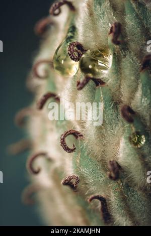 Macro shot verticale del seme di magnolia con goccia d'acqua Foto Stock