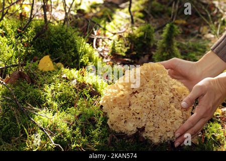 Un fungo selvatico legno Cauliflower (Sparassis crispa) che cresce nella foresta. Le mani di una donna lo abbracciano. Ha una superficie ondulata cremosa giallastra. Foto Stock