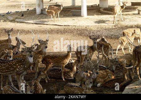 I cervi riposano all'ombra di un albero per proteggersi dal calore del Deer Park, alla periferia di Cuttack, nella parte orientale dello stato indiano, Bhubaneswar, capitale di Odisha, il 22 maggio 2017. (Foto di Str/NurPhoto)*** Please use Credit from Credit Field *** Foto Stock