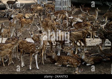 I cervi riposano all'ombra di un albero per proteggersi dal calore del Deer Park, alla periferia di Cuttack, nella parte orientale dello stato indiano, Bhubaneswar, capitale di Odisha, il 22 maggio 2017. (Foto di Str/NurPhoto)*** Please use Credit from Credit Field *** Foto Stock