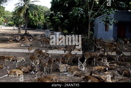 I cervi riposano all'ombra di un albero per proteggersi dal calore del Deer Park, alla periferia di Cuttack, nella parte orientale dello stato indiano, Bhubaneswar, capitale di Odisha, il 22 maggio 2017. (Foto di Str/NurPhoto)*** Please use Credit from Credit Field *** Foto Stock