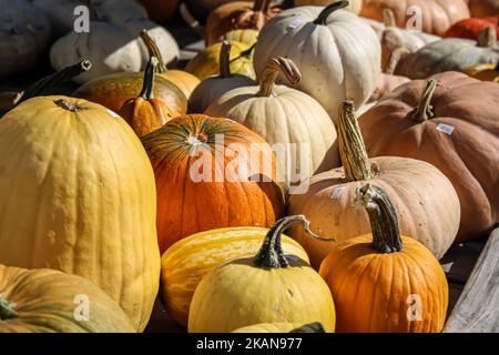 Un carro con un'ampia selezione di zucche e zucche in vari toni di arancio e giallo in vendita all'esterno per Halloween Foto Stock