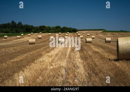 File di balle di paglia rotonde di grandi dimensioni in un campo di stoppie svizzero alla luce del sole Foto Stock