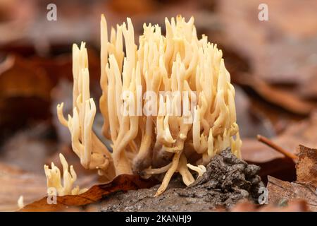 Ramaria stricta, fungo corallo verticale, che cresce nei boschi di faggio nel Surrey, Inghilterra, Regno Unito, durante l'autunno Foto Stock