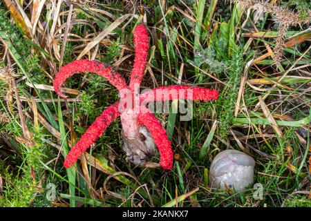 I funghi delle dita del diavolo (Clatrus archeri), uno sgabello da toadstool rosso brillante non nativo chiamato anche stinkhorn di polipo, Surrey, Inghilterra, Regno Unito Foto Stock