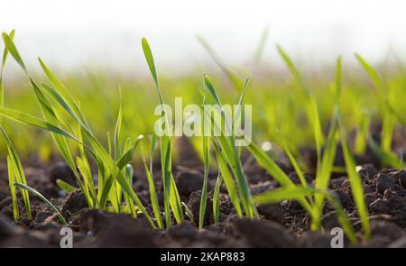 Grano germinato di grano o orzo nel campo. Coltivazione di raccolti. Foglie verdi di erba che cresce nel suolo. Agricoltura. Foto Stock