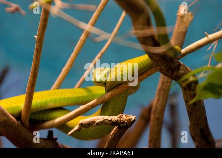 Verde Orientale mamba Foto Stock