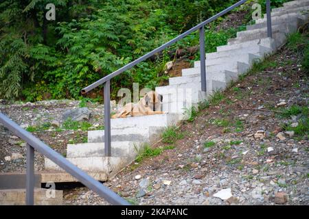 un cane da strada è sdraiato sulle scale Foto Stock