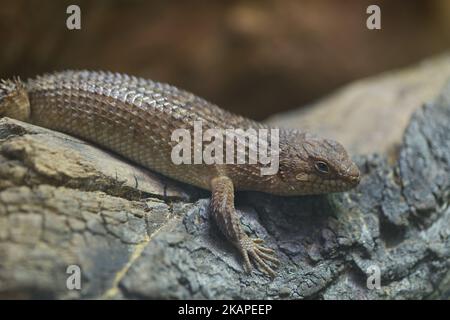 Skink di Stokes Foto Stock