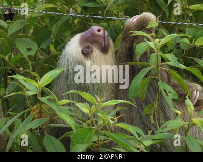 Un primo piano del prato bitoato di Linneo, Choloepus didactylus in verde fogliame. Foto Stock