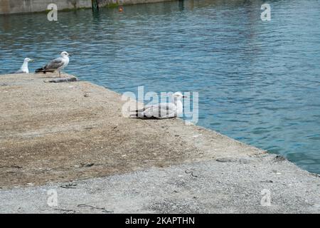 La vista di gabbiani a zampe gialle, Larus michahellis. Giovani e un adulto che riposa vicino all'acqua. Foto Stock