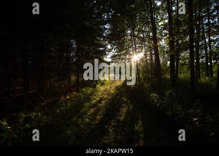 Le aree all'interno della foresta primitiva di Bialowieza sono viste il 17 luglio 2017. L’attuale governo conservatore ha permesso che il disboscamento in Europa si espandeva solo primordiale nonostante gli avvertimenti delle organizzazioni envrionmental sui danni irreversibili all’area naturale unica. (Foto di Jaap Arriens/NurPhoto) Foto Stock