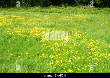 Coppe fiorite in un campo di fieno - John Gollop Foto Stock