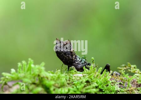 Una foto selettiva di lucertola di Acanthosaura seduta su terreno erboso su sfondo verde sfocato Foto Stock