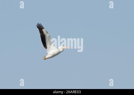 Pelican bianco americano, Pelecanus erythrorhynchos, in volo Foto Stock