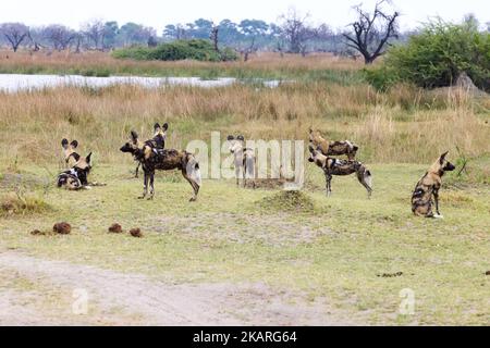 African Wild Dog Pack, Licaon pictus, specie in pericolo, gruppo di cani selvatici africani nella Moremi Game Reserve, Okavango Delta, Botswana Africa Foto Stock