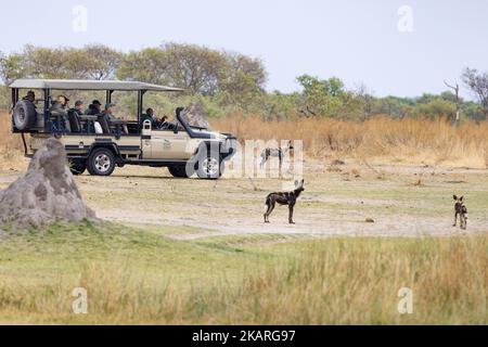 Jeep safari Africa - persone che guardano cani selvatici africani, una specie in pericolo, Moremi Game Reserve, Okavango Delta, Botswana. Viaggi africani. Foto Stock