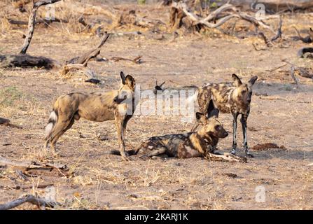 Confezione piccola di tre cani selvatici africani, Lycaon pictus, aka Painted Dog, Moremi Game Reserve, Botswana Africa. Fauna selvatica africana. Foto Stock