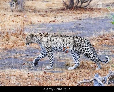 Leopardo Botswana; leopardo maschile adulto, Panthera pardus, camminando nel Delta dell'Okavango, Botswana Africa. Fauna selvatica africana Foto Stock