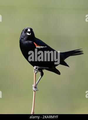 Un primo piano di un uccello rosso alato arroccato su un ramo di albero Foto Stock