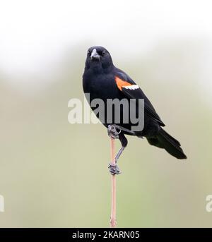 Un primo piano di un uccello rosso alato arroccato su un ramo di albero Foto Stock