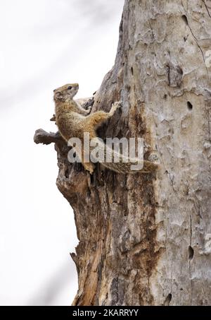 Smiths Bush Squirrel, o scoiattolo albero africano, Paraxerus cepapi, Moremi Game Reserve, Okavango Delta, Botswana Africa. Foto Stock