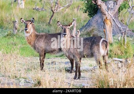 Waterbuck femmina; due donne adulte Waterbuck, Kobus ellissiprymnus, una grande antilope africana, Moremi Game Reserve, Okavango Delta, Botswana, Africa Foto Stock