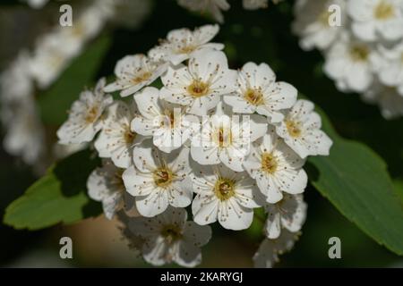 Una foto poco profonda di fiori di Spiraea chamaedryfolia con sfondo sfocato Foto Stock