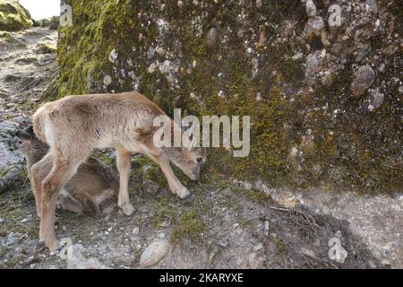 Giovane moufflon animale, in latino chiamato ovis gmelini musimon. Foto Stock