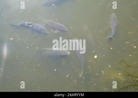 Un gregge di pesce carpa o cipriniformi che si infila in acque torbide stagnanti di un laghetto artificiale. Foto Stock