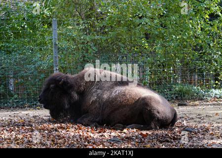 Vista sul giovane bisonte americano, in bisonte latino, adagiato sul terreno coperto di fogliame dagli alberi che circondano il padiglione dello Zoo Svizzero. Foto Stock