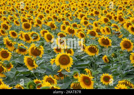 Girasoli sul campo. Sfondo di girasoli fiorenti Foto Stock
