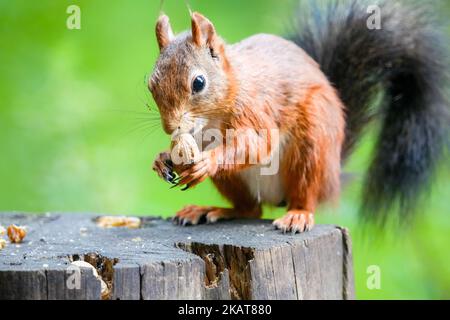 La macro vista di uno scoiattolo rosso del Monte Graham mangiare mentre si trova su un ceppo di albero Foto Stock