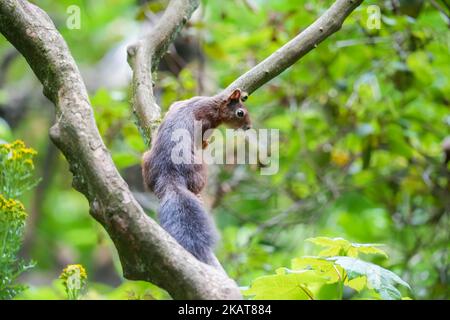 La macro vista di uno scoiattolo rosso del Monte Graham che sale sul ramo di un albero Foto Stock