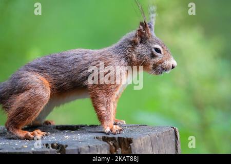 Il profilo macro vista di uno scoiattolo rosso del Monte Graham in piedi su un ceppo di albero Foto Stock