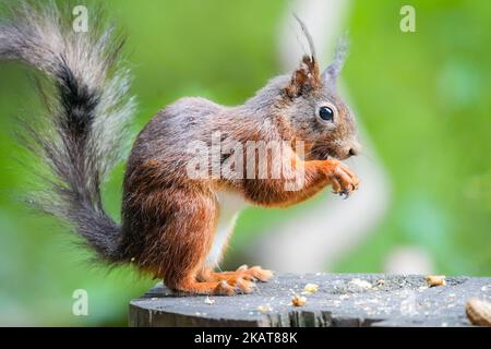 Il profilo macro vista di uno scoiattolo rosso del Monte Graham mangiare mentre si è in piedi su un ceppo di albero Foto Stock