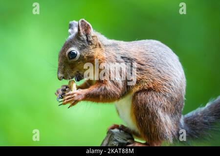 Il profilo macro vista di un Mount Graham rosso scoiattolo mangiare Foto Stock