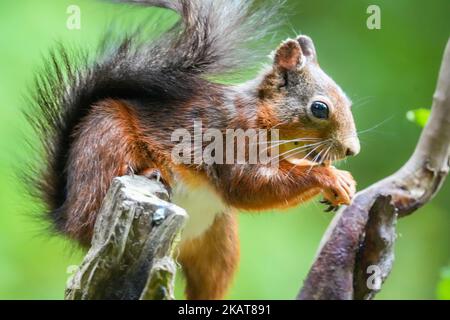 La macro vista del profilo di uno scoiattolo rosso del Monte Graham che si erge ai rami Foto Stock