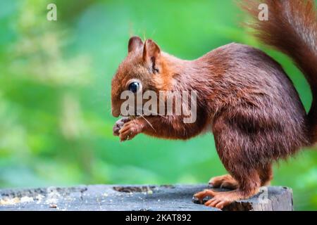 Il profilo macro vista di uno scoiattolo rosso del Monte Graham mangiare mentre si è in piedi su un ceppo di albero Foto Stock