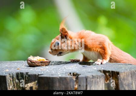 Il profilo macro vista di uno scoiattolo rosso del Monte Graham che guarda il noce su un ceppo di albero Foto Stock