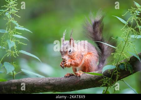 Il profilo macro vista di uno scoiattolo rosso del Monte Graham in piedi su un ramo d'albero Foto Stock