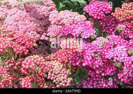 yarrow rosa in fiore nel giardino Foto Stock