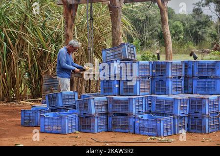 Il proprietario dell'azienda agricola taglia un ananas appena raccolto in una fattoria di ananas in una zona remota a Mannar, Sri Lanka. Questa azienda agricola produce ananassi biologici e biodinamici e impiega lavoratori agricoli che vivono in aree svantaggiate dello Sri Lanka per migliorare il loro tenore di vita. (Foto di Creative Touch Imaging Ltd./NurPhoto) Foto Stock
