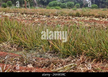 Fattoria di ananas in una zona remota a Mannar, Sri Lanka. Questa azienda agricola produce ananassi biologici e biodinamici e impiega lavoratori agricoli che vivono in aree svantaggiate dello Sri Lanka per migliorare il loro tenore di vita. (Foto di Creative Touch Imaging Ltd./NurPhoto) Foto Stock